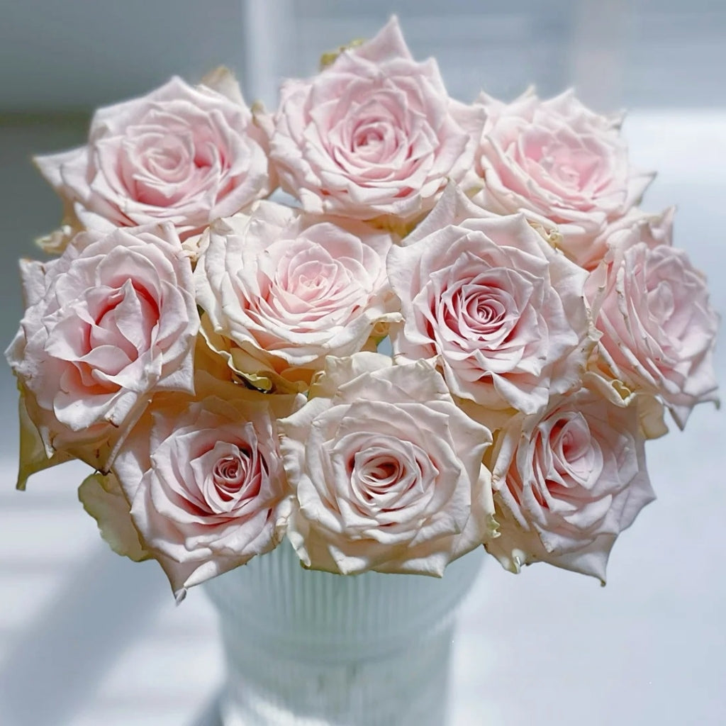 Pomelo Rose
