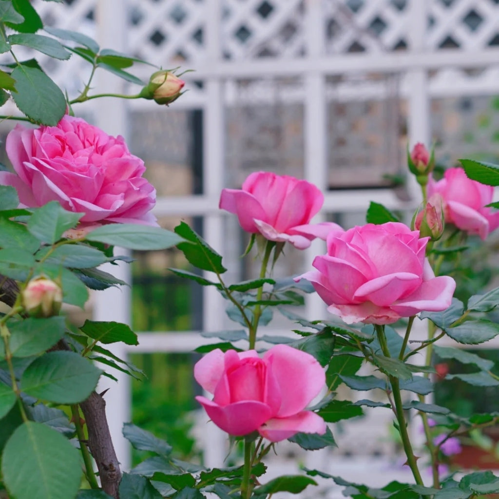 Pompadour Rose