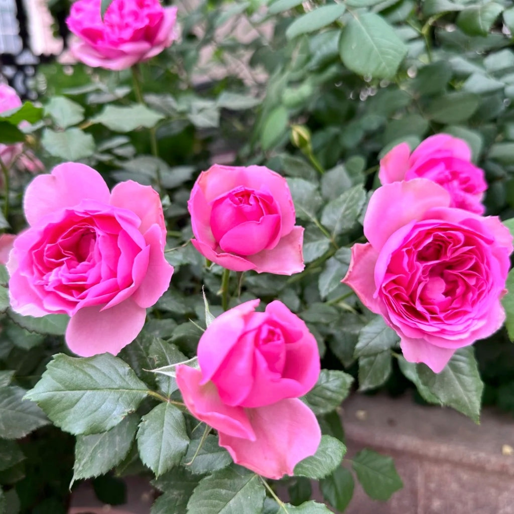 Pompadour Rose
