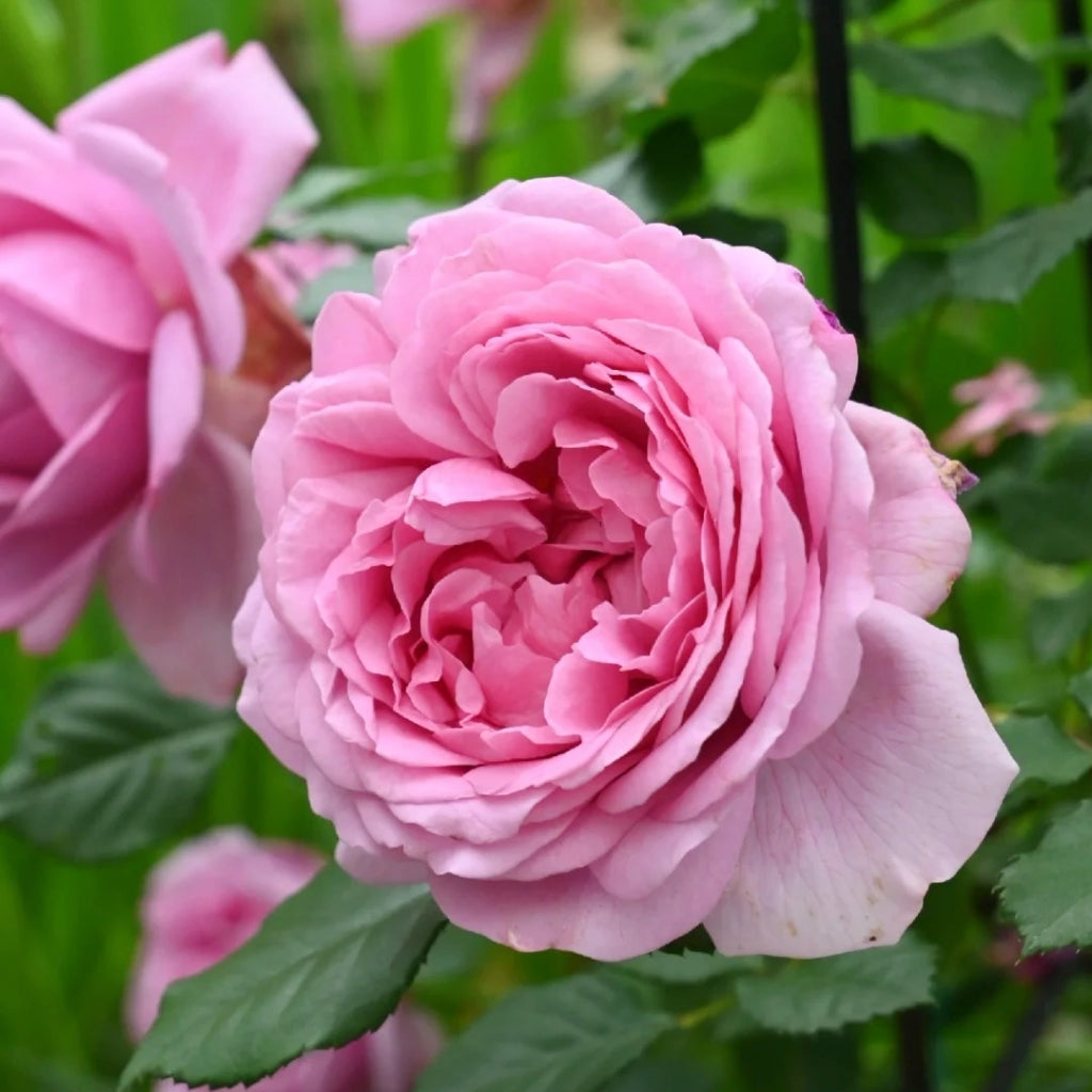 Pompadour Rose