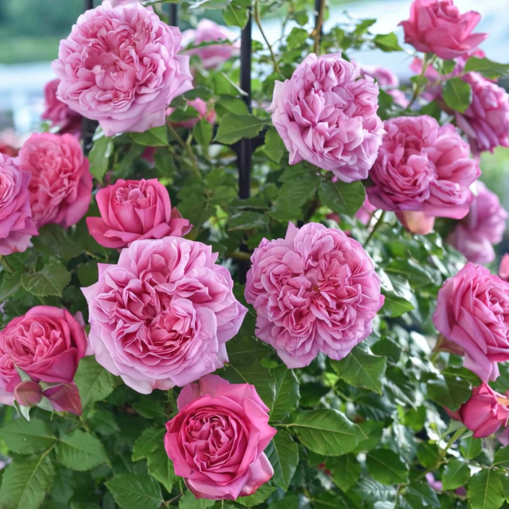 Pompadour Rose