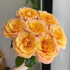 Poxiao Rose