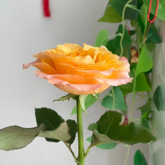 Poxiao Rose