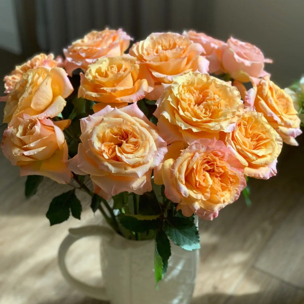 Poxiao Rose