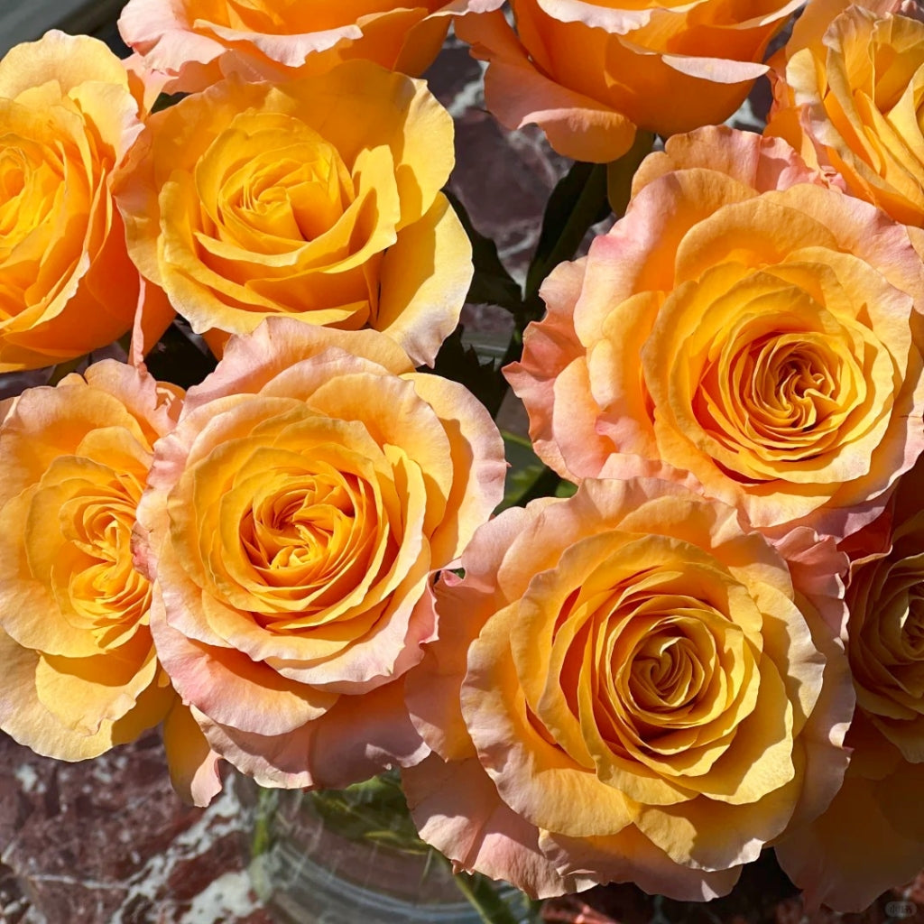 Poxiao Rose