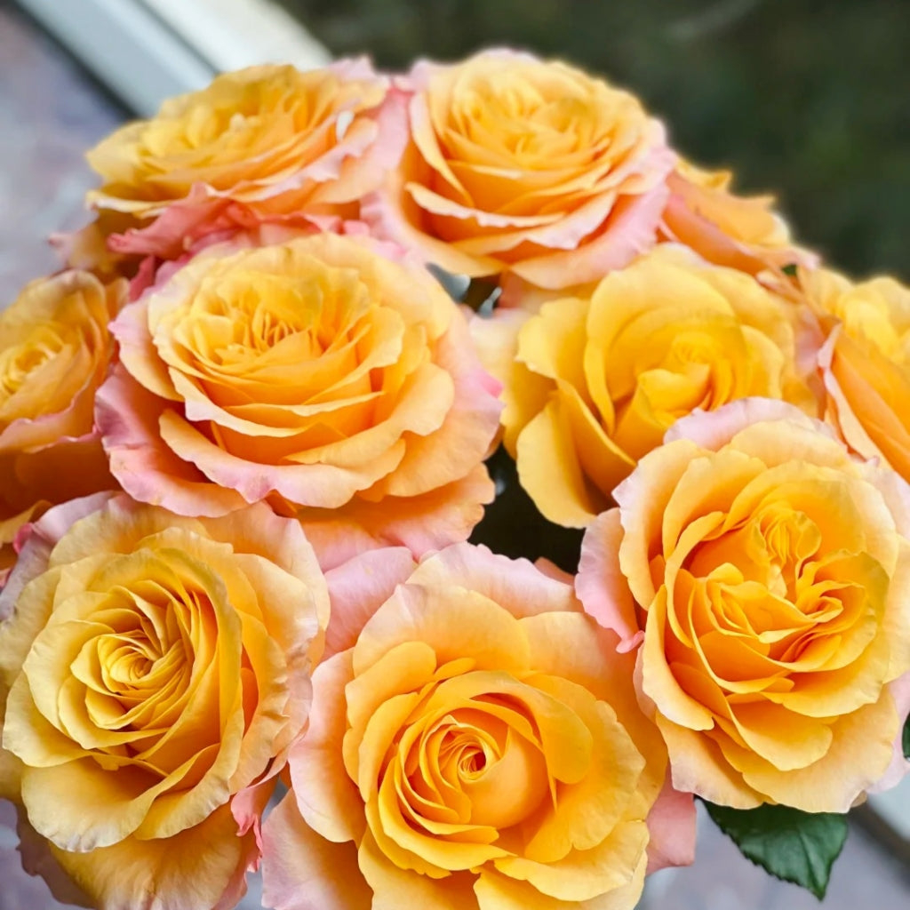 Poxiao Rose
