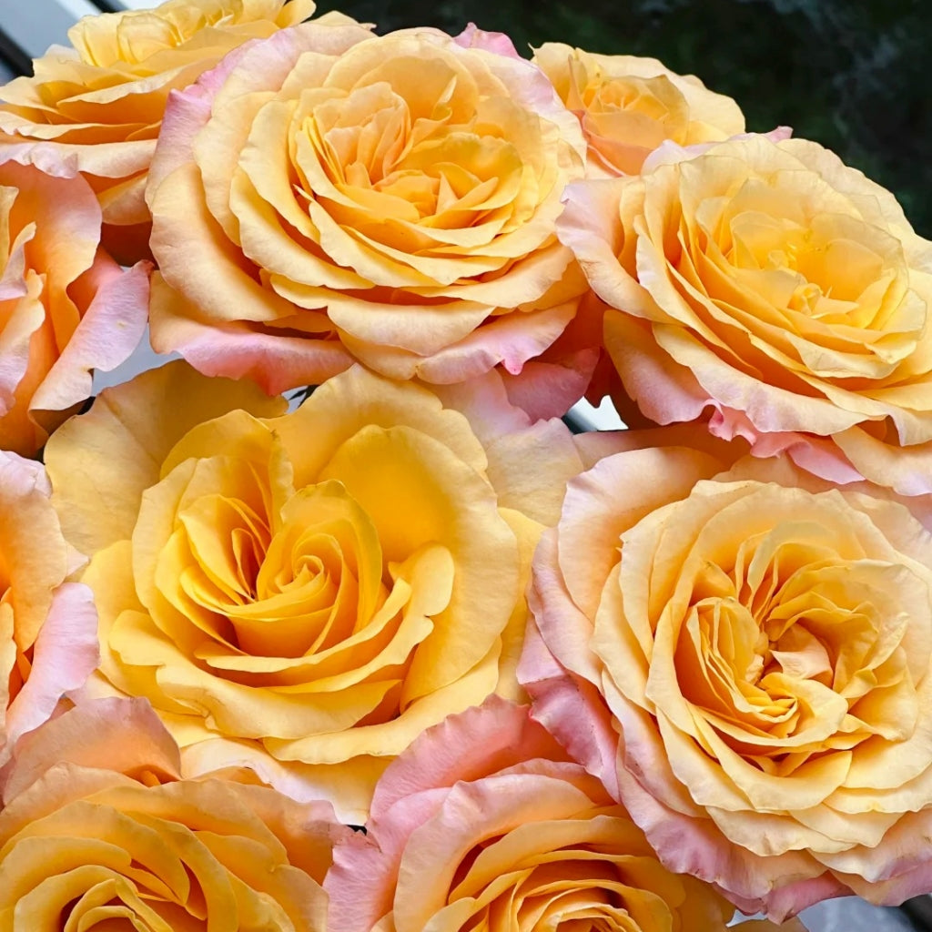 Poxiao Rose