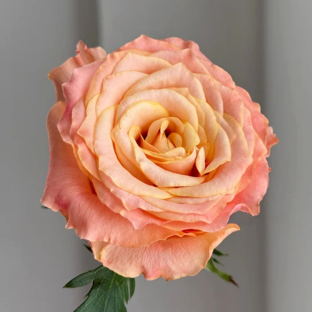 Poxiao Rose