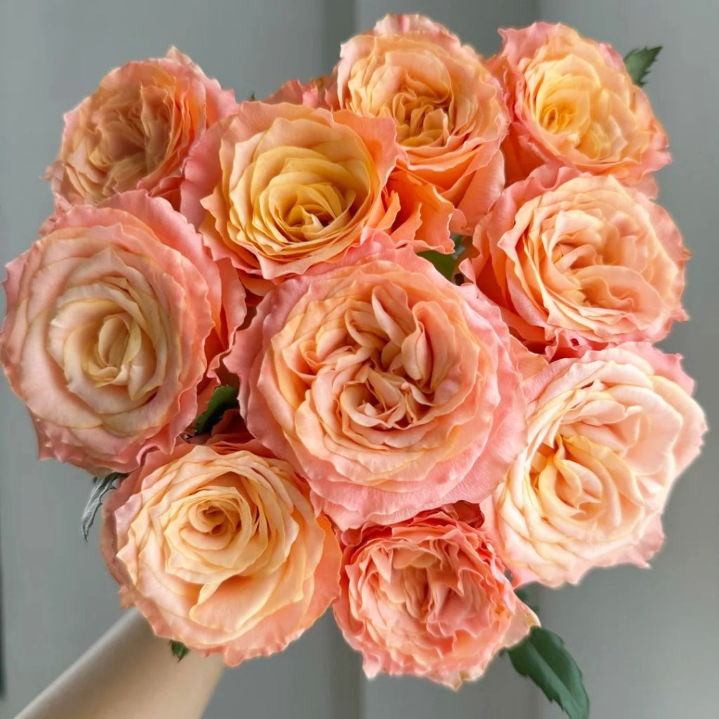 Poxiao Rose