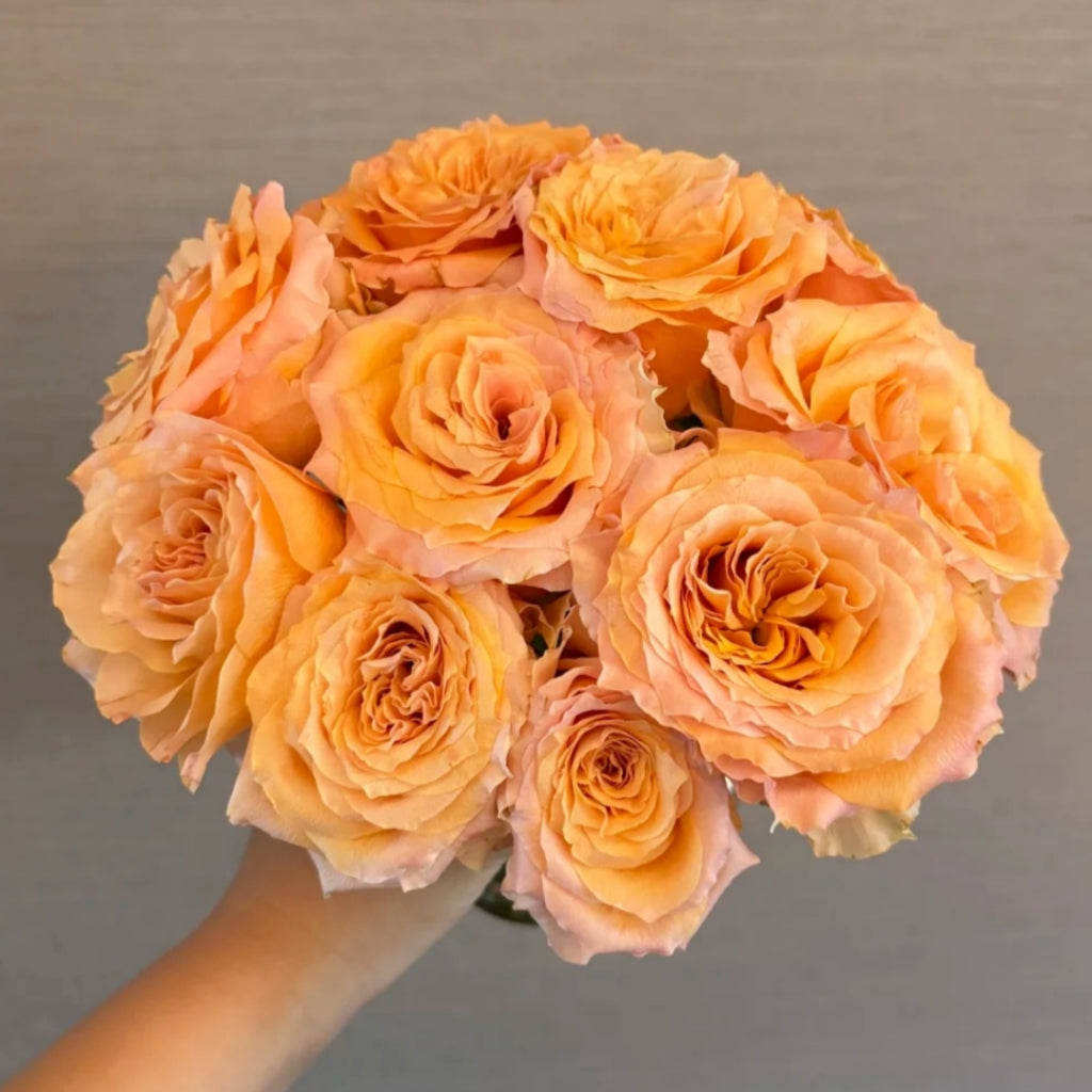 Poxiao Rose