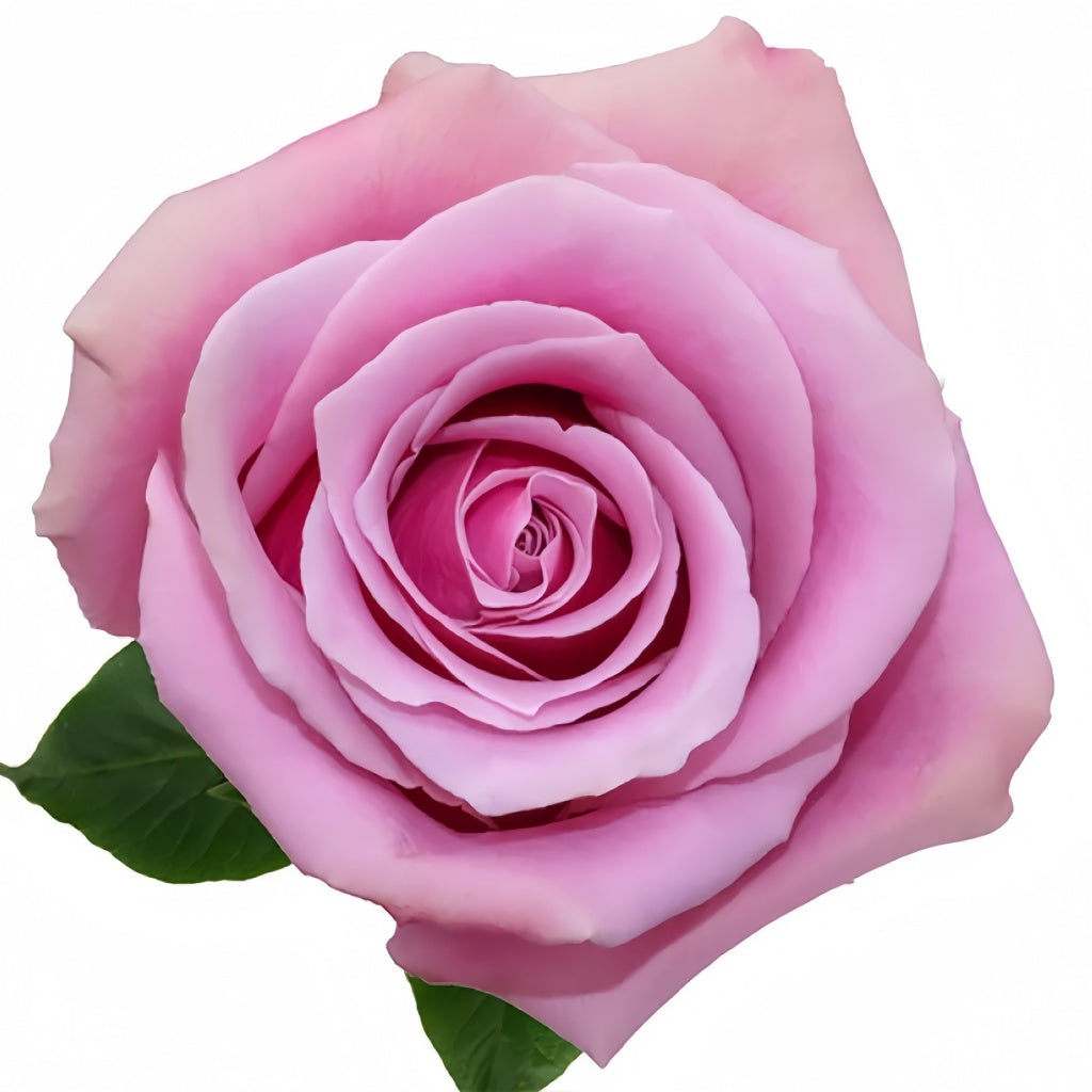 Prime Time Rose – Rosesplant