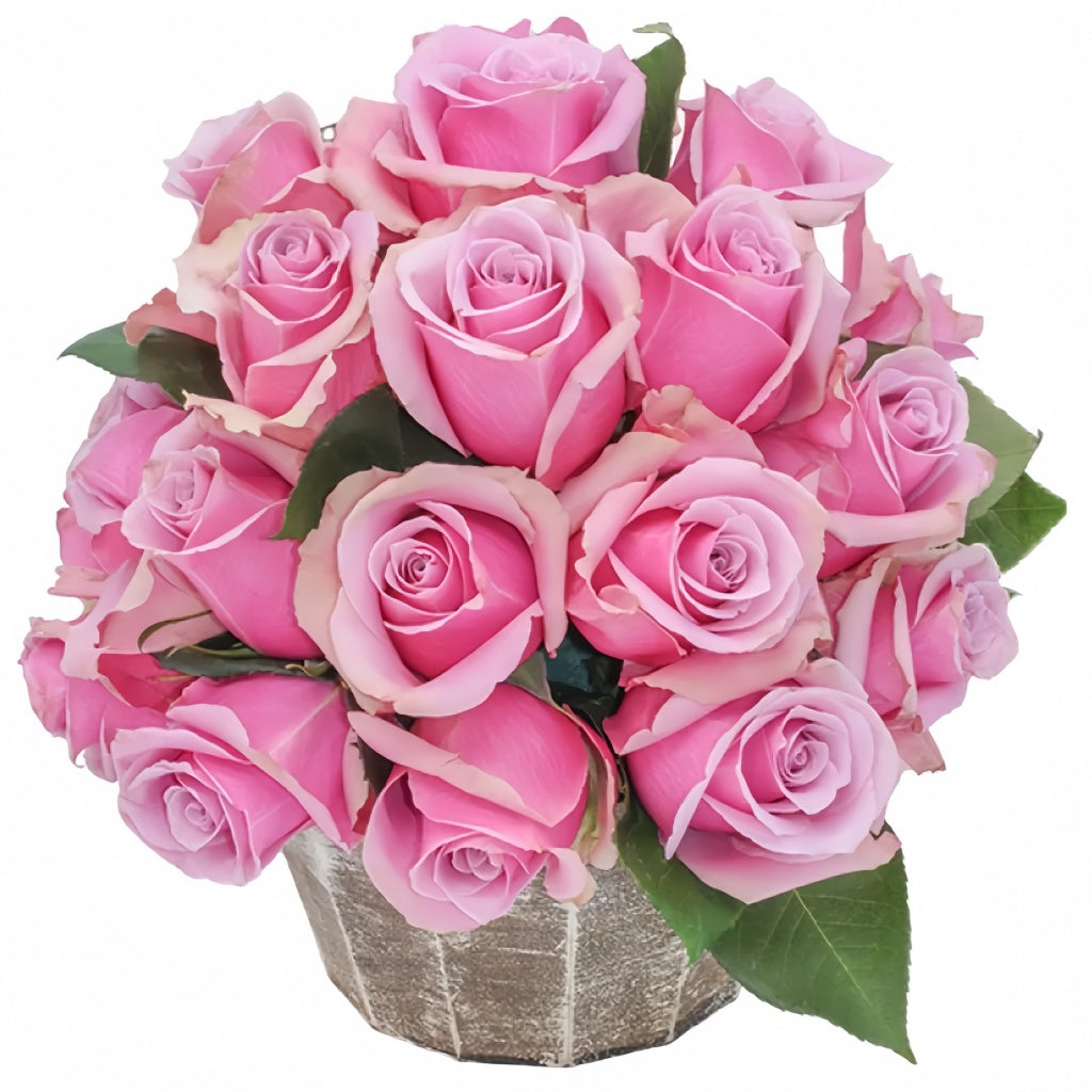 Primetime Roses Prime Time Rose – Rosesplant