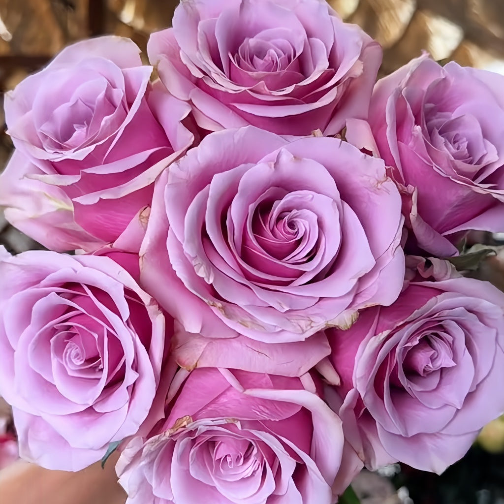 Primetime Roses Prime Time Rose – Rosesplant