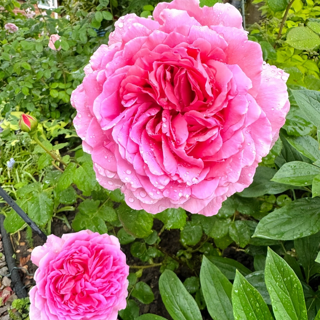 Princess Alexandra of Kent Rose