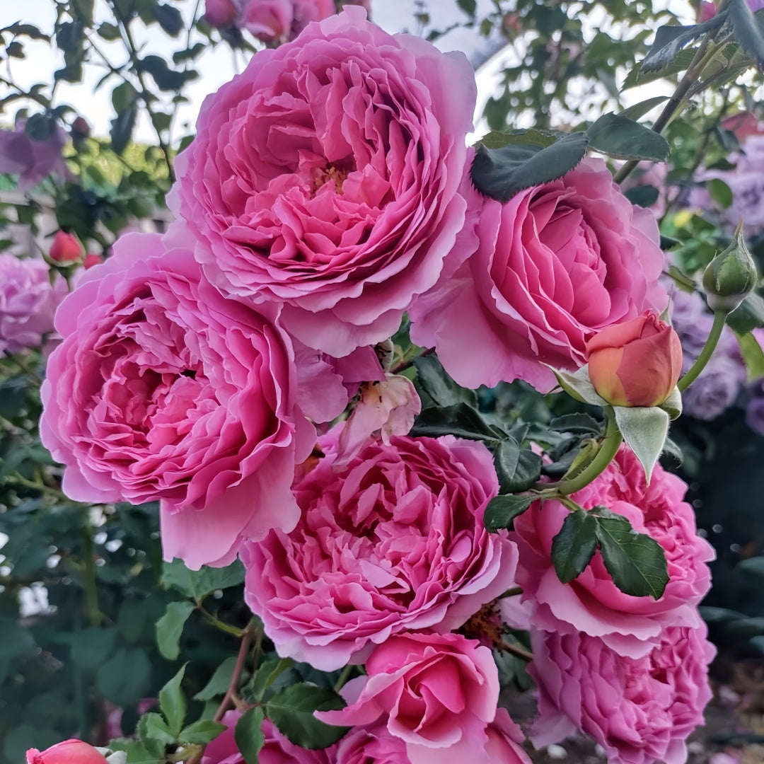 Princess Alexandra of Kent Rose