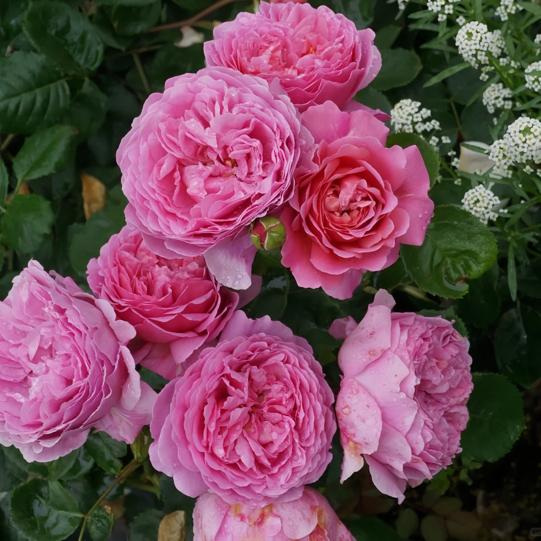 Princess Alexandra of Kent Rose