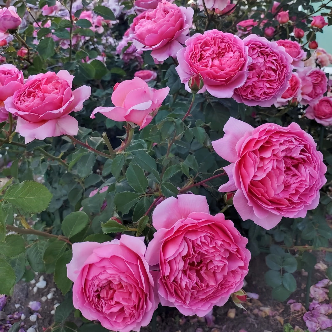 Princess Alexandra of Kent Rose