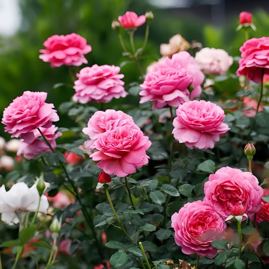 Princess Alexandra of Kent Rose