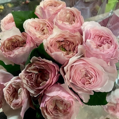 Princess Hoshiko Rose – Rosesplant