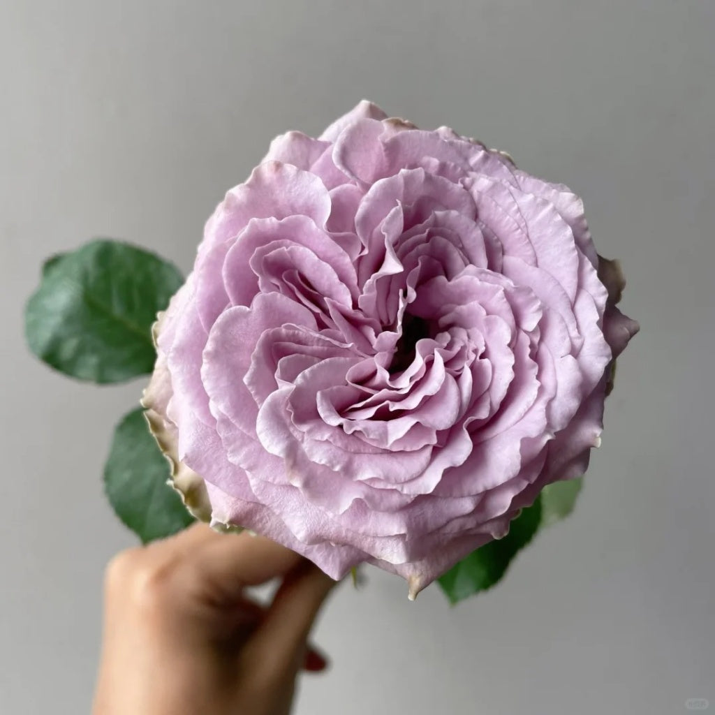 Princess Kaori Rose Plant