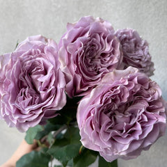 Princess Kaori Rose Plant