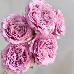 Princess Kaori Rose – Rosesplant