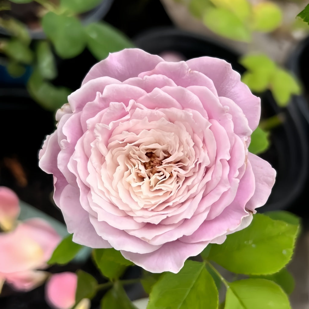 Princess Kaori Rose Plant