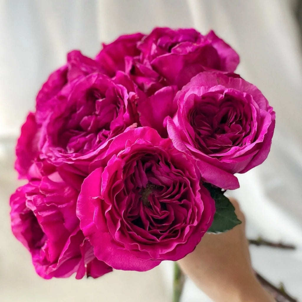 Princess Rose Princess Kishi Rose – Rosesplant