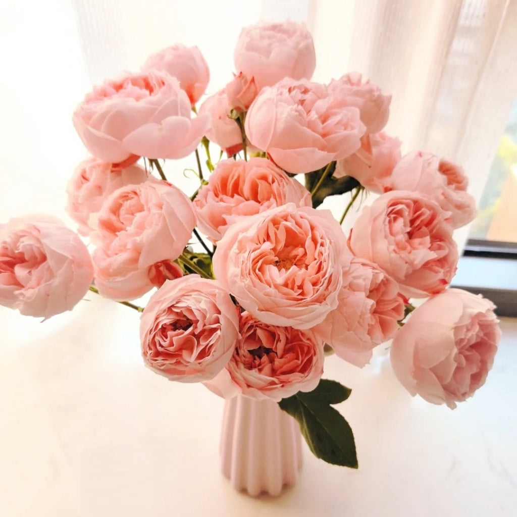 Princess Sakura Rose