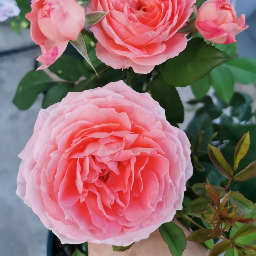 Princess Sakura Rose
