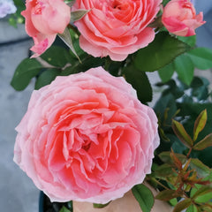 Princess Sakura Rose