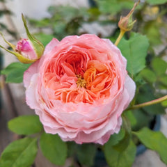 Princess Sakura Rose