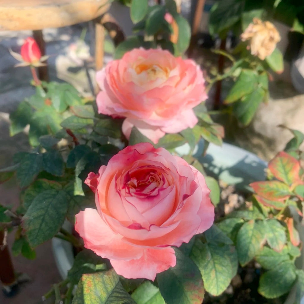 Princess Sakura Rose