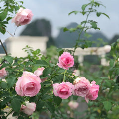 バラ　大苗　断捨離　Princess Sakura バラ 大苗 断捨離 Princess Sakura PrincessSakuraRose06_medium.