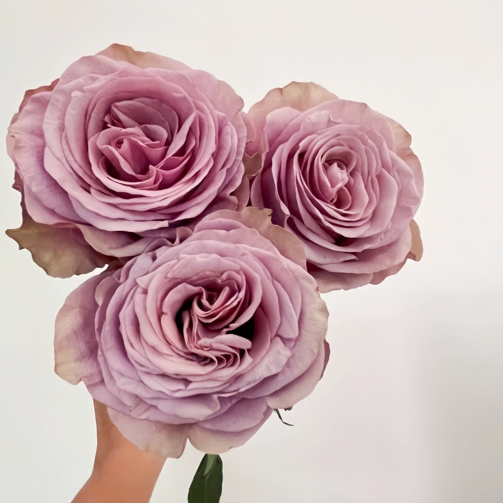 Purple Moon Rose-紫月