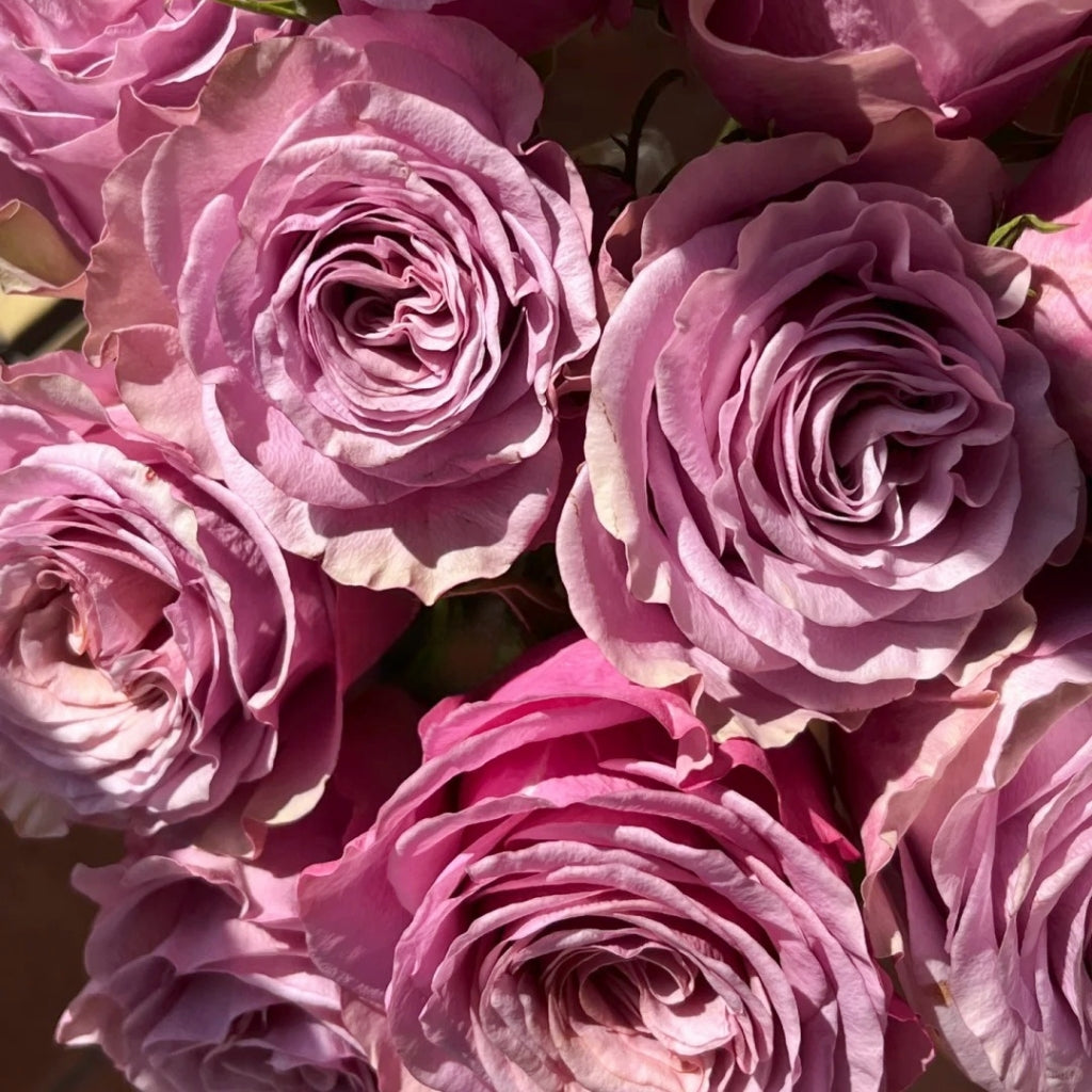 Lady Moon Roses Purple Moon Rose – Rosesplant