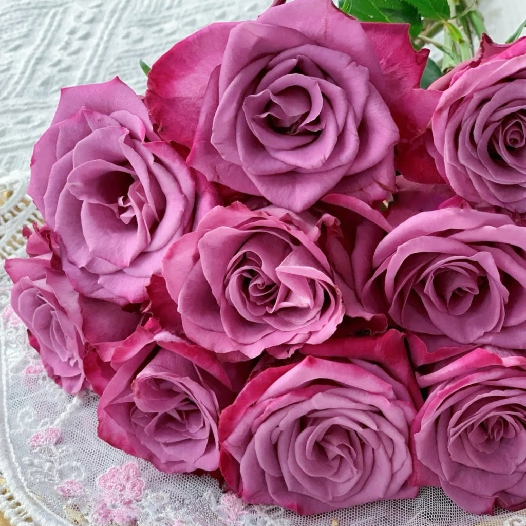 Purple Serenade Rose