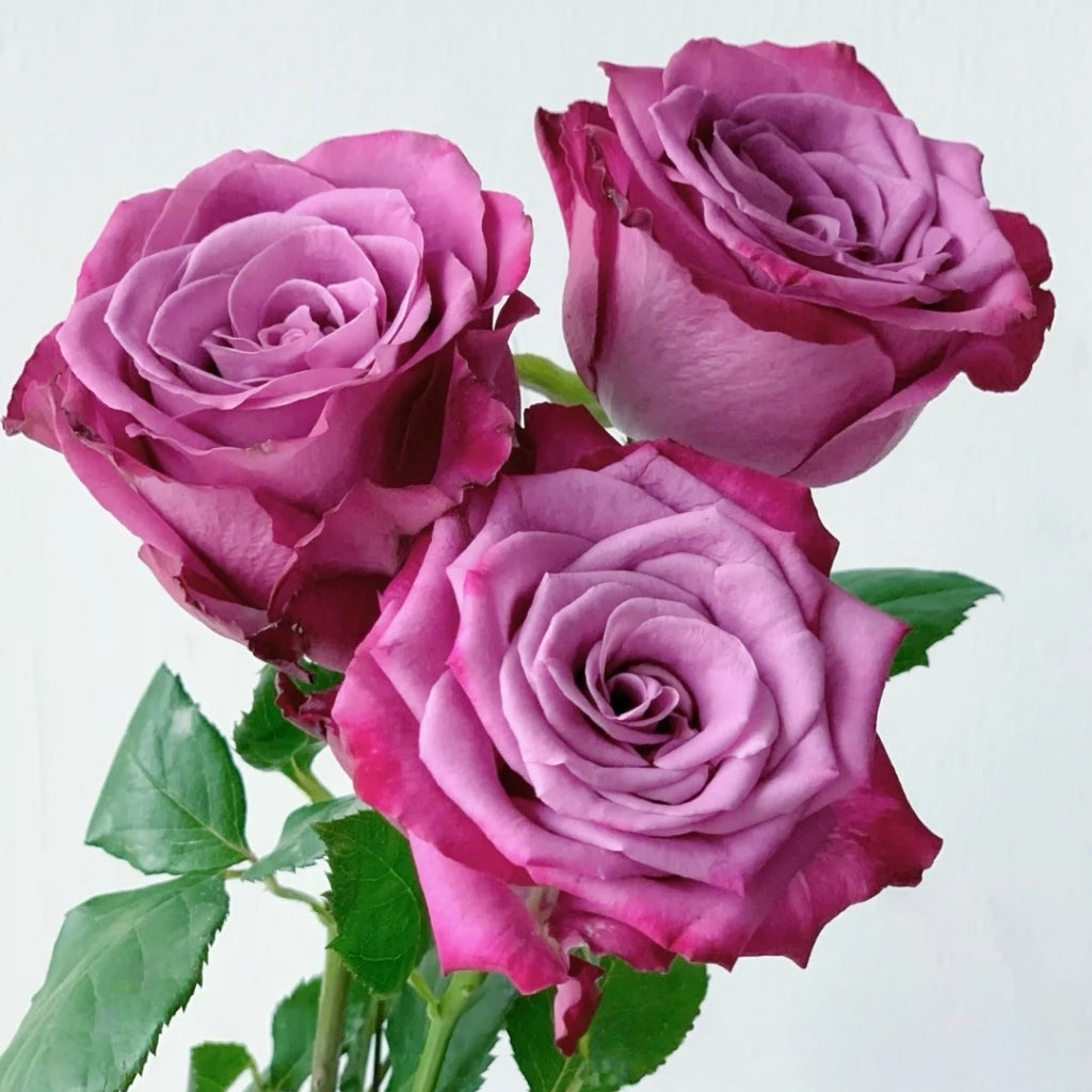 Purple Serenade Rose