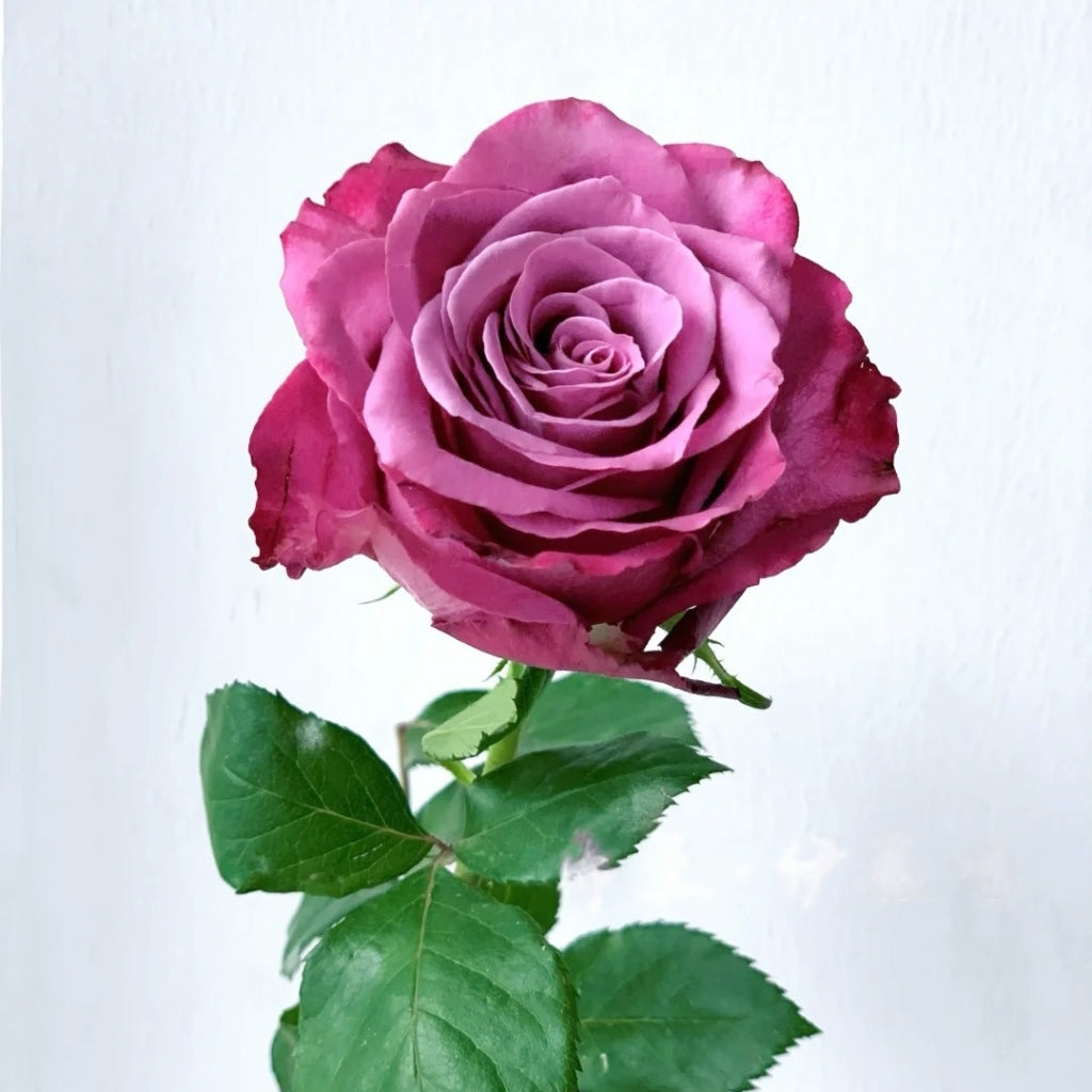 Purple Serenade Rose