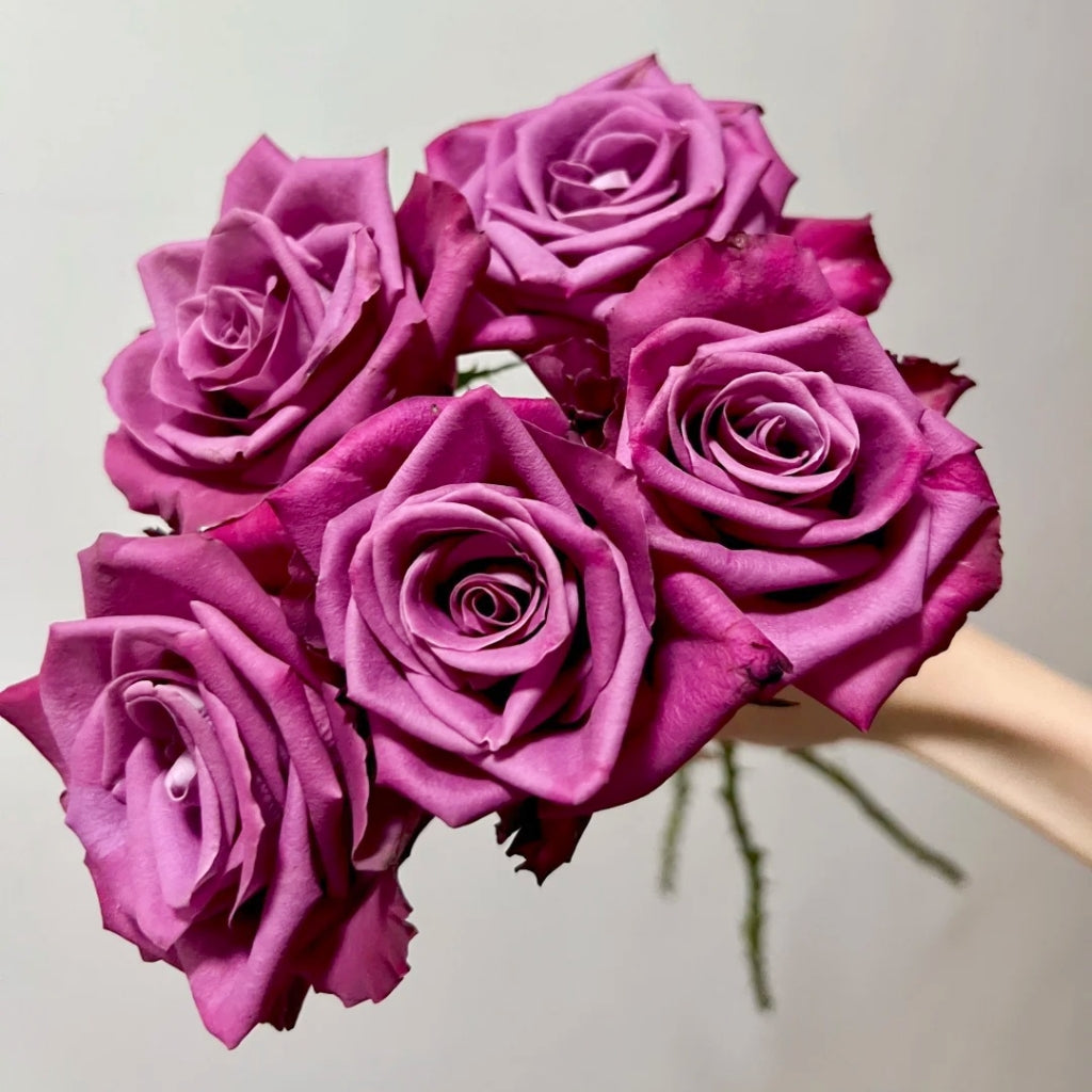 Purple Serenade Rose