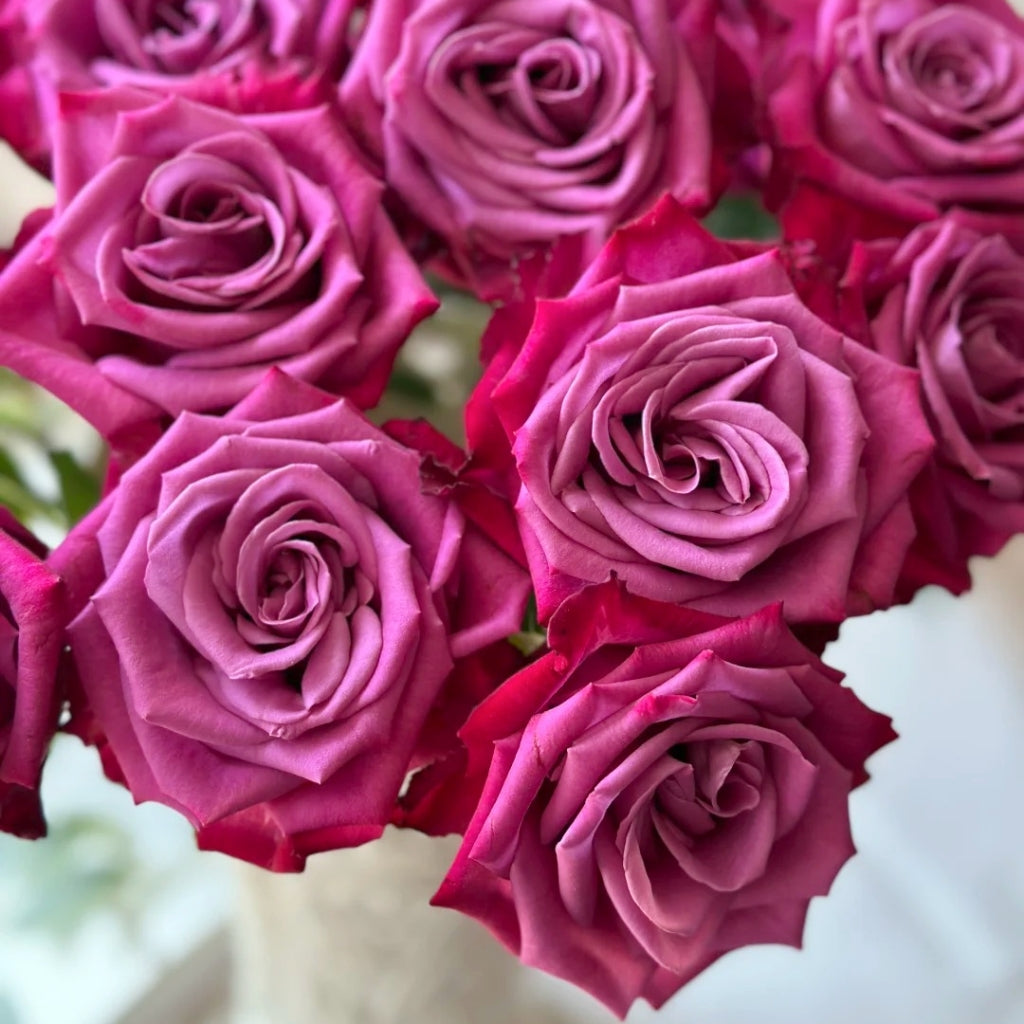 Purple Serenade Rose