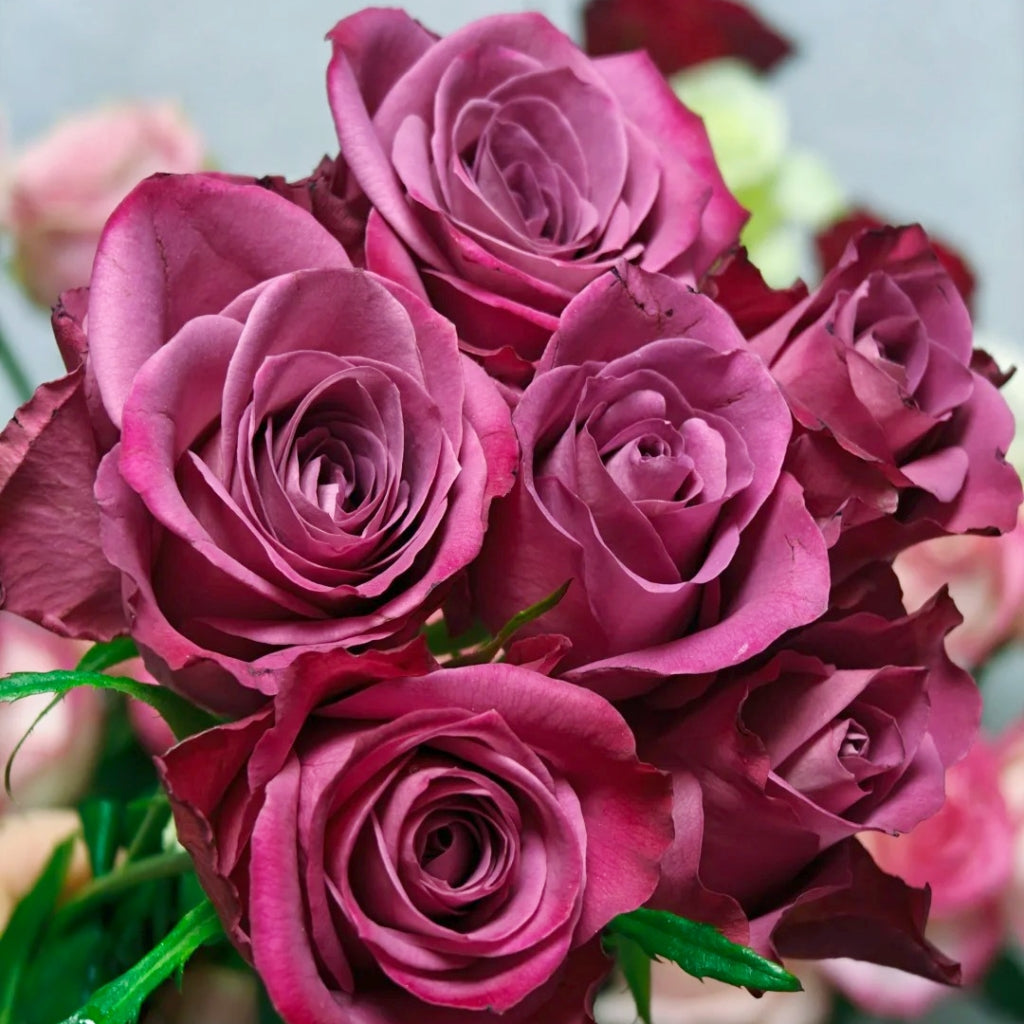 Purple Serenade Rose