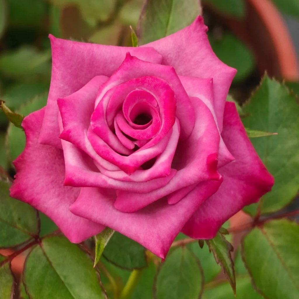 Purple Serenade Rose