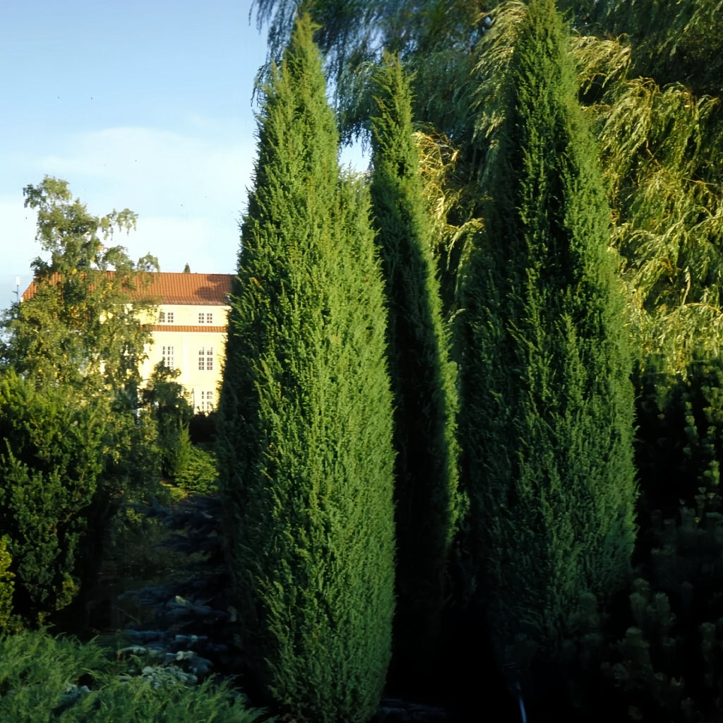 Pyramid Cypress