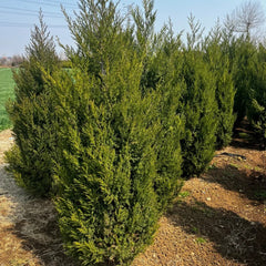 Pyramid Cypress
