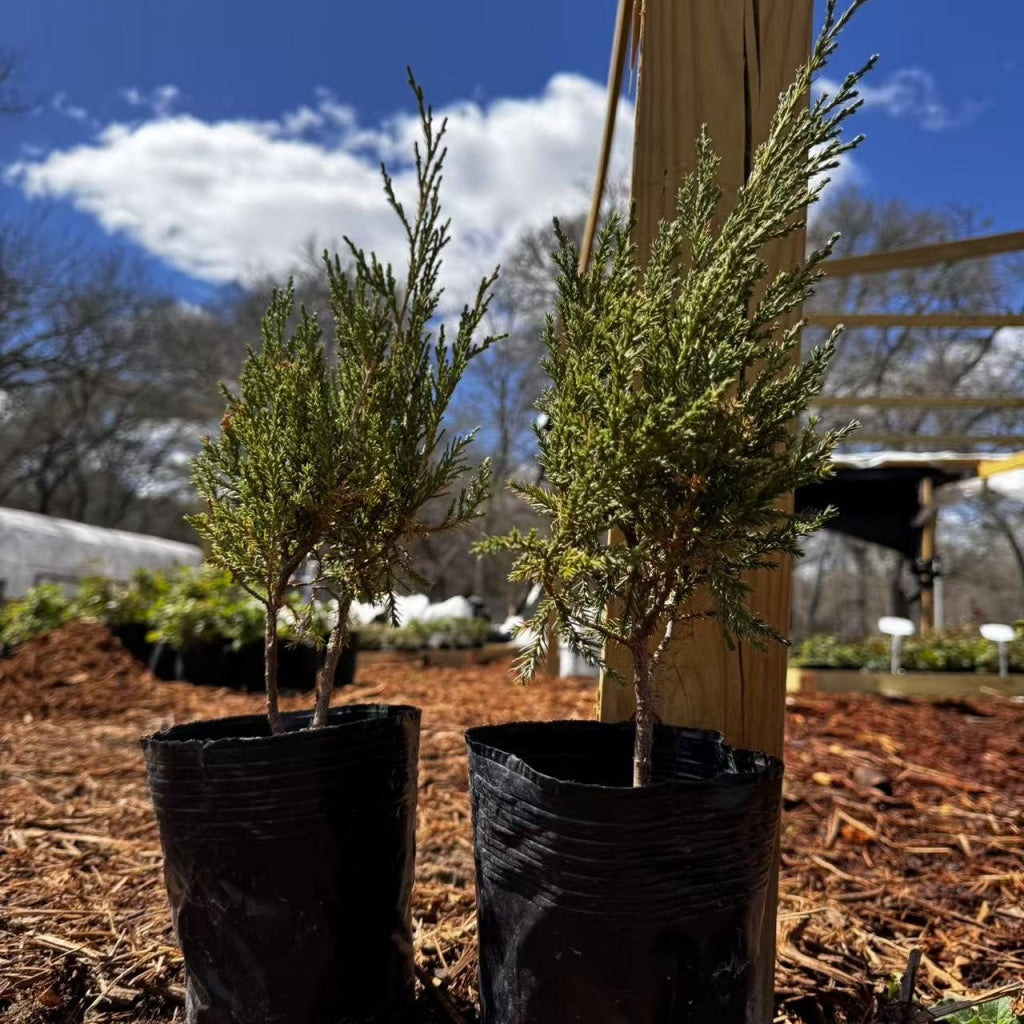 Pyramid Cypress