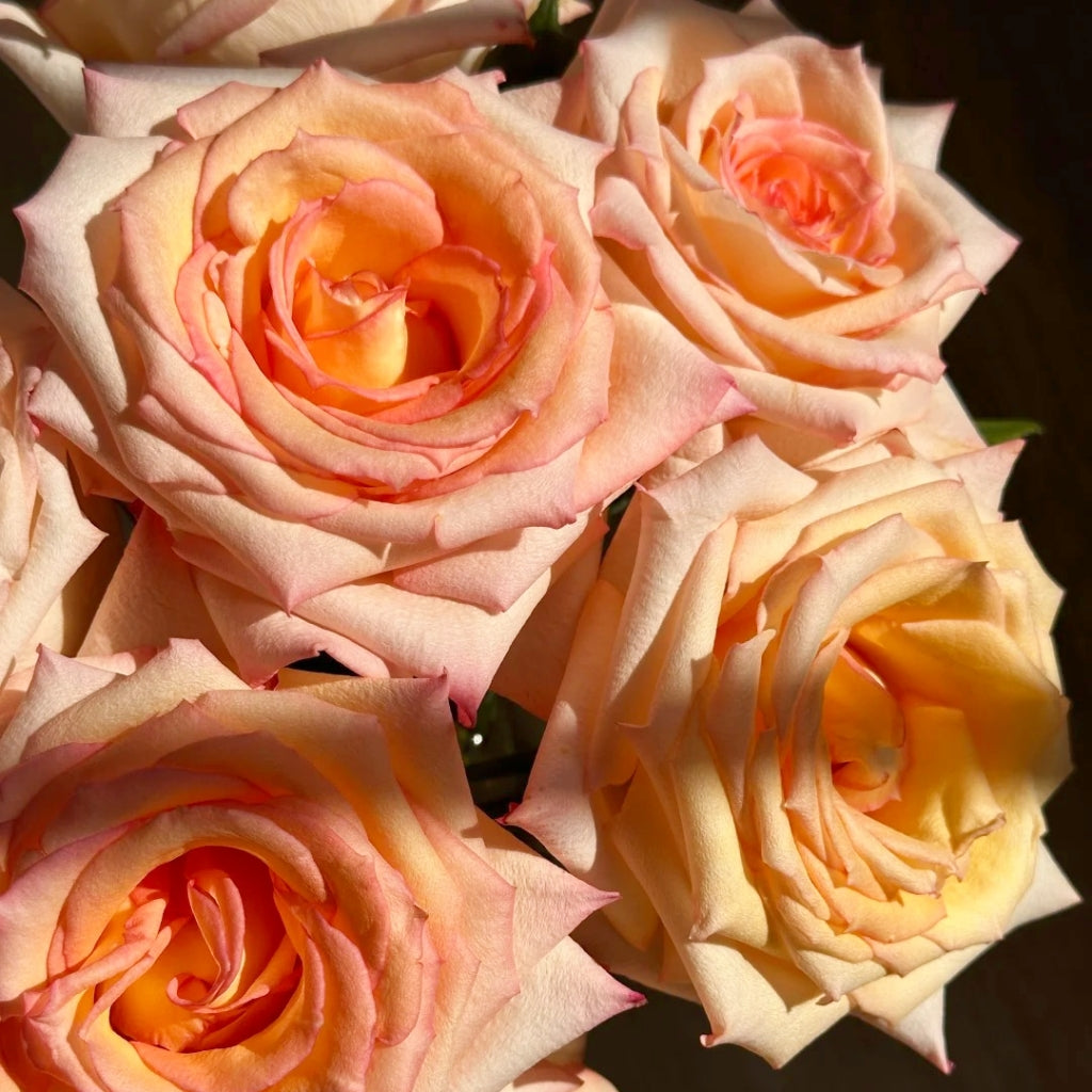 Qiumu Rose