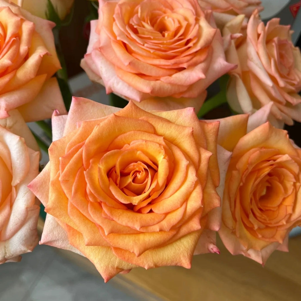 Qiumu Rose