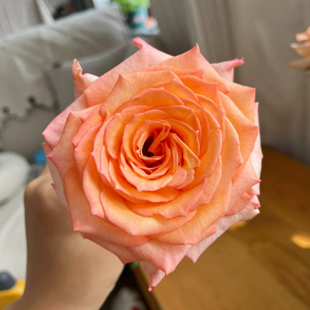Qiumu Rose
