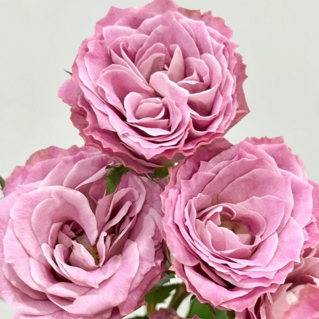 Qiuzi Rose